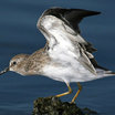 Least Sandpiper